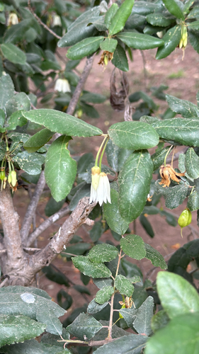 Crinodendron patagua, photograph 6