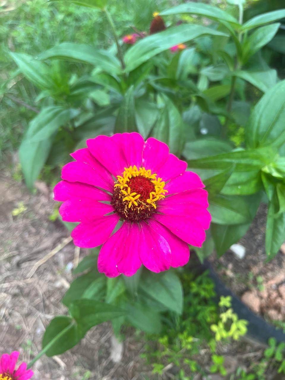 Zinnia elegans