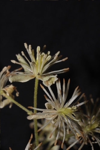 Indian Clematis (Clematis gouriana)