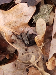 Gryllus veletis