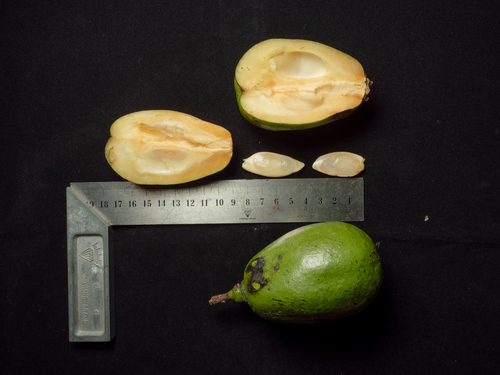 Indonesian ebony (Diospyros diepenhorstii)
