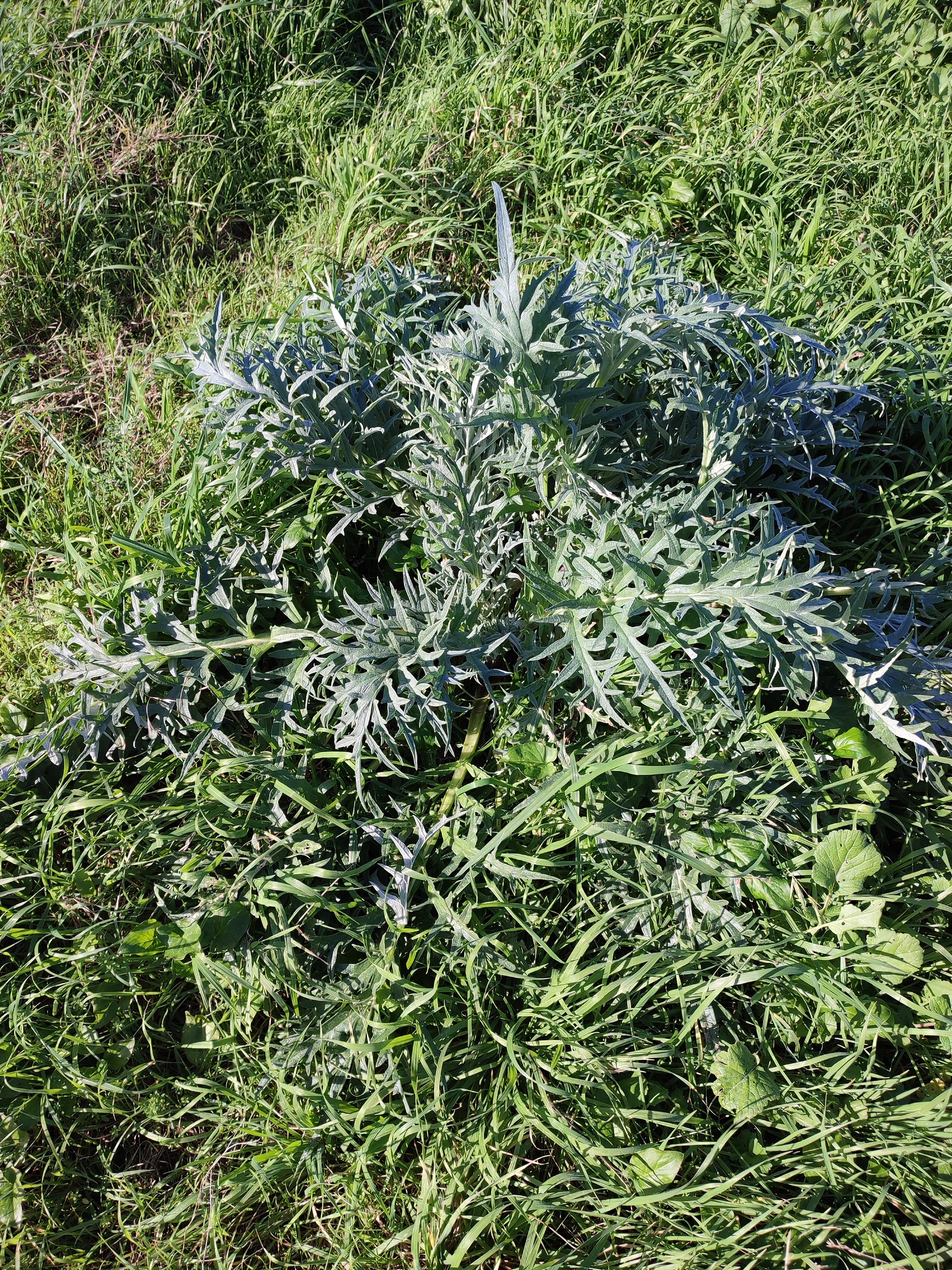Artichoke