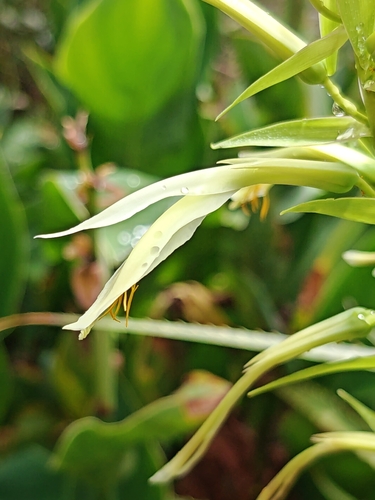 Pitcairnia aequatorialis