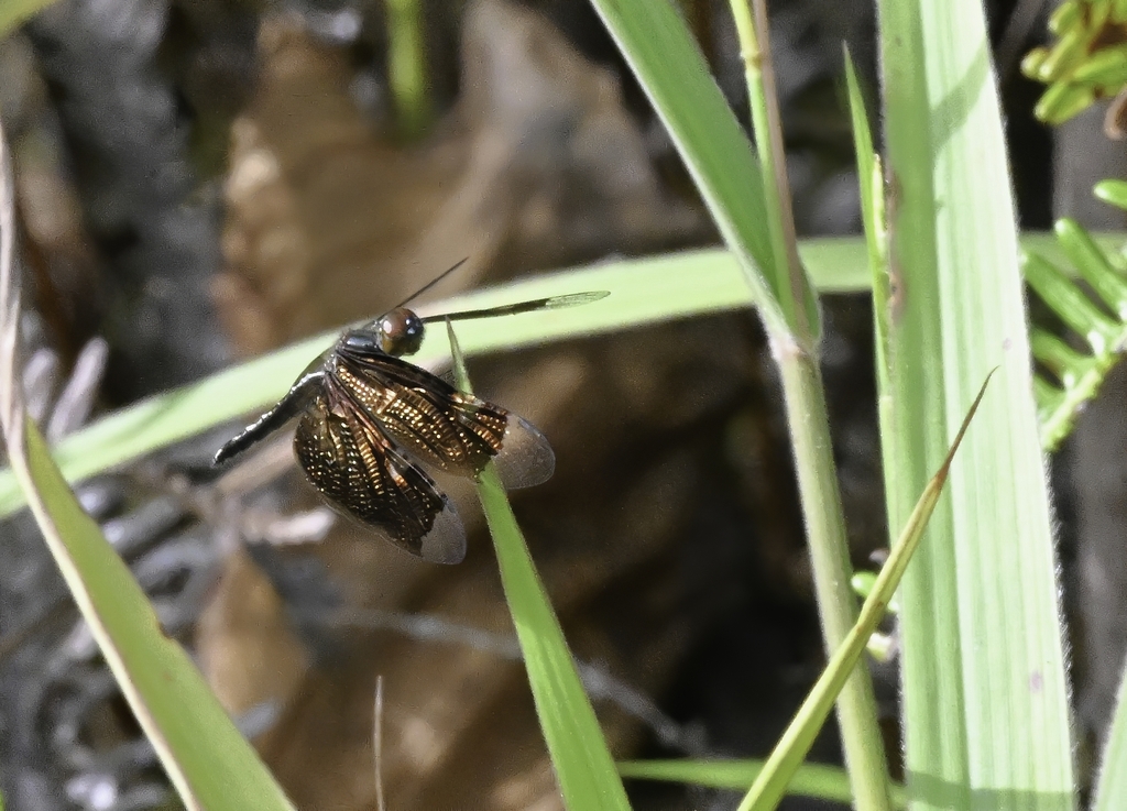 Rhyothemis obsolescens (Rhyothemis obsolescens)