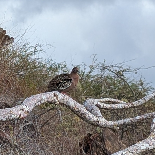 Galapagos Dove (Zenaida galapagoensis), photo 4