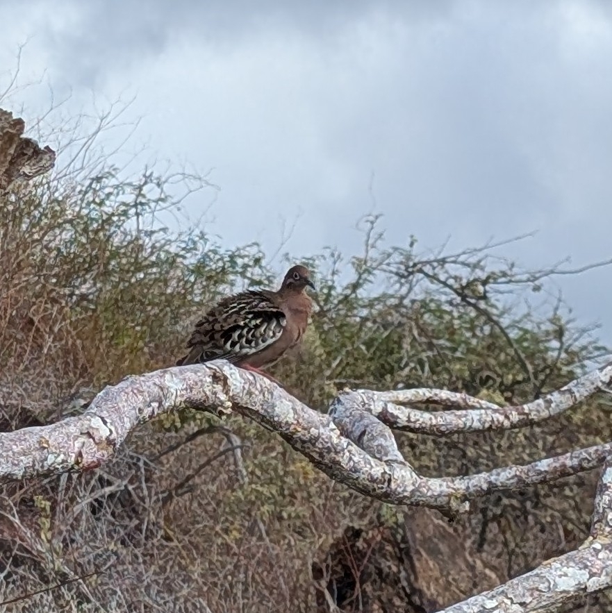 Galapagos Dove (Zenaida galapagoensis), photo 4
