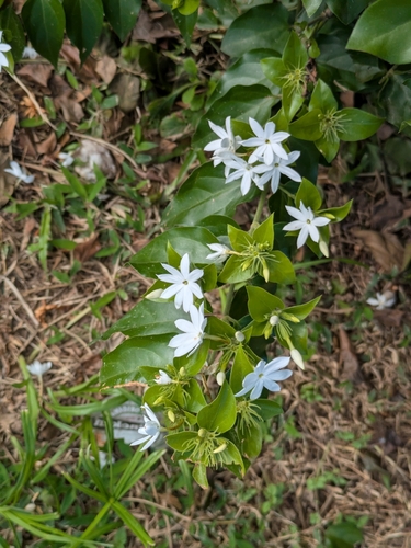 Star Jasmine (Jasminum multiflorum)