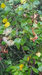 Pithecellobium unguis-cati