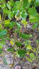 Pithecellobium unguis-cati