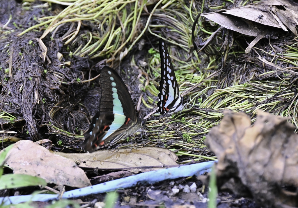 Lesser Jay (Graphium evemon)