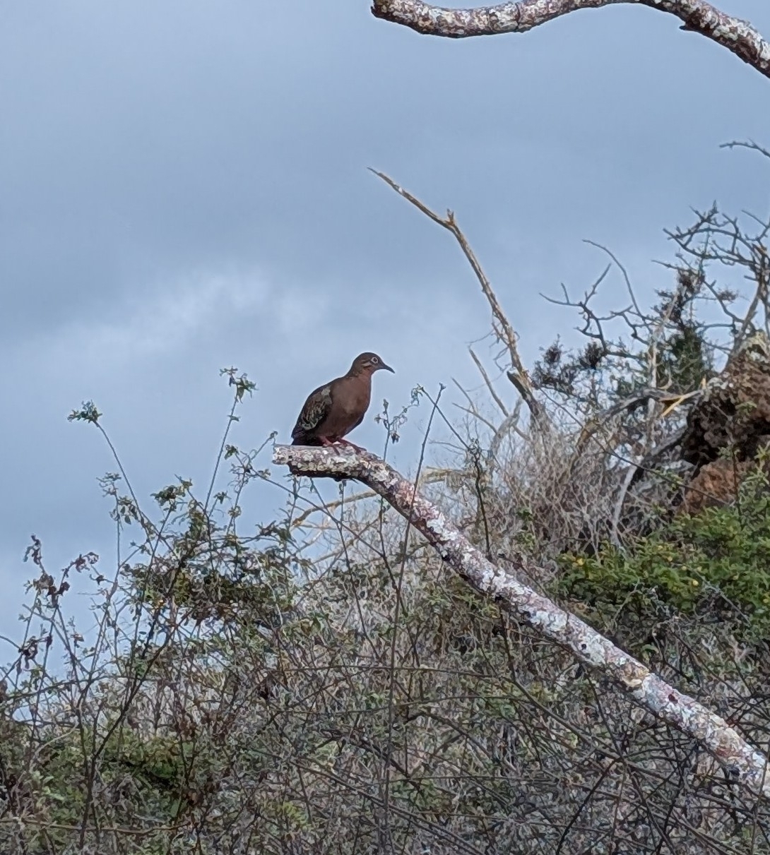 Galapagos Dove (Zenaida galapagoensis), photo 3
