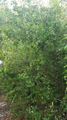 Pithecellobium unguis-cati