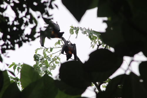 Large Flying-fox