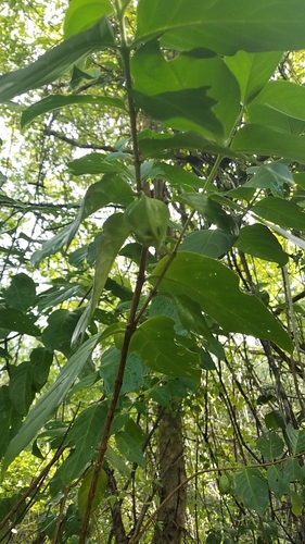 Cubanola domingensis, photograph 3