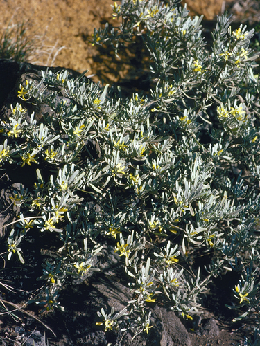 Cneorum pulverulentum, photograph 6