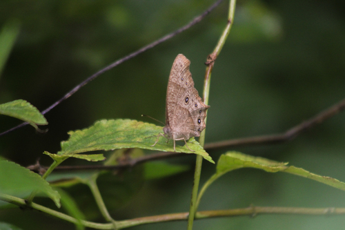 Melanitis leda