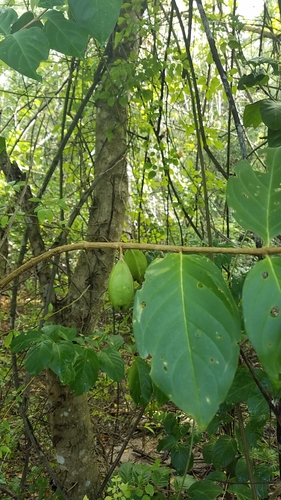 Cubanola domingensis, photograph 4
