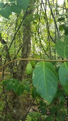 Cubanola domingensis, photograph author not stated, no rights reserved