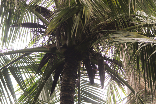 Cocos nucifera