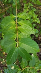 Cubanola domingensis, photograph author not stated, no rights reserved