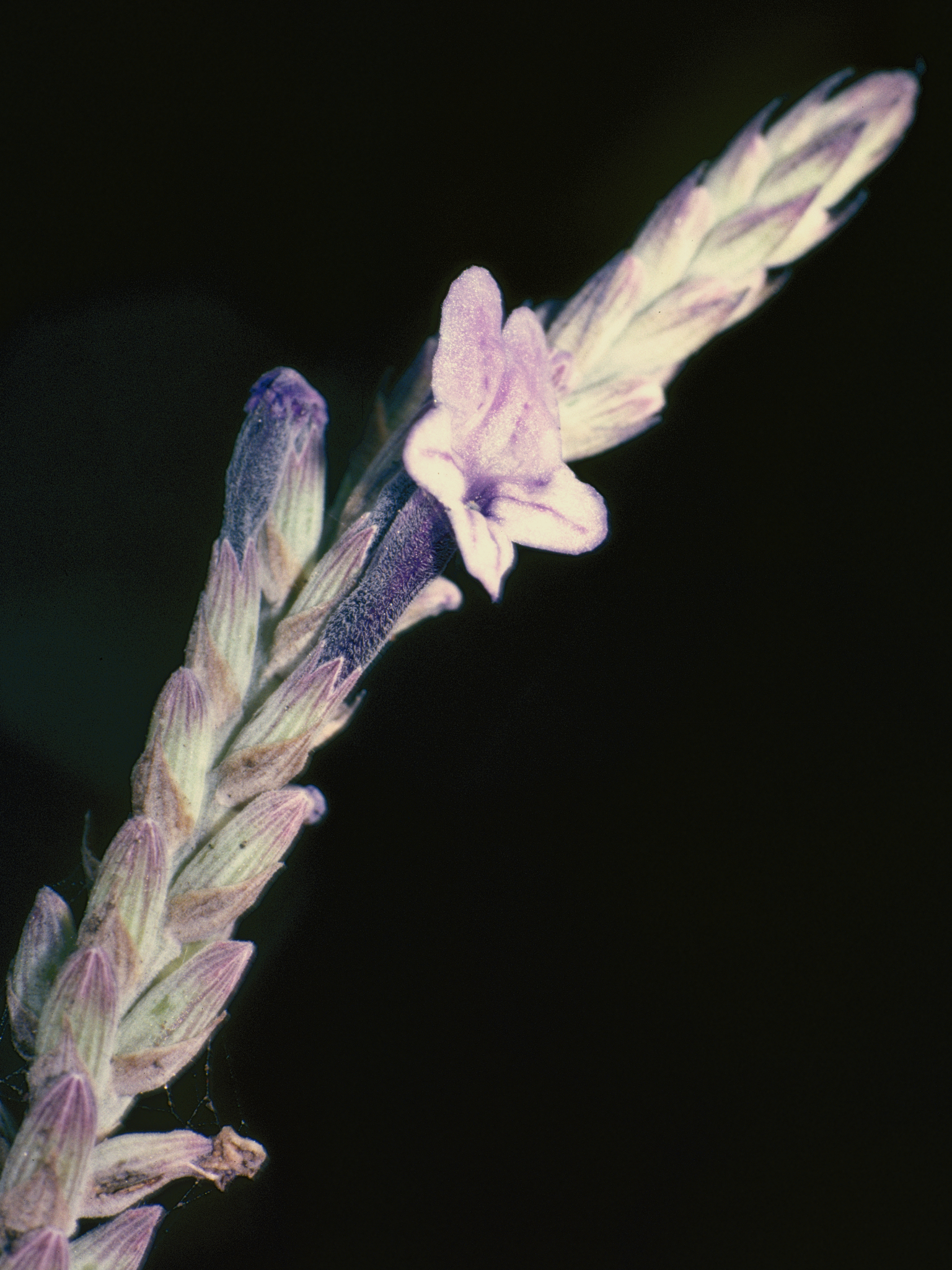 Lavandula buchii