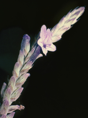 Lavandula buchii, photograph (c) Wolfgang Ahlmer, some rights reserved (CC BY)