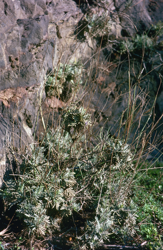 Lavandula buchii, photograph 4