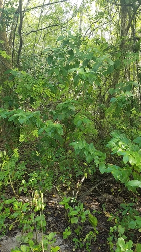 Cubanola domingensis, photograph 6