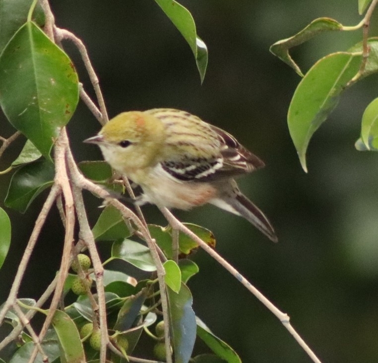 Bay-breasted Warbler (Setophaga castanea), photo 1