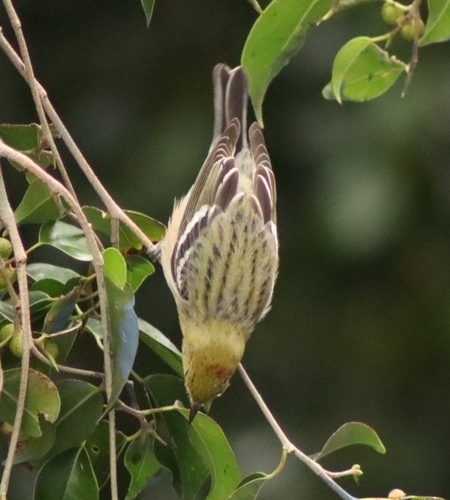 Bay-breasted Warbler (Setophaga castanea), photo 2