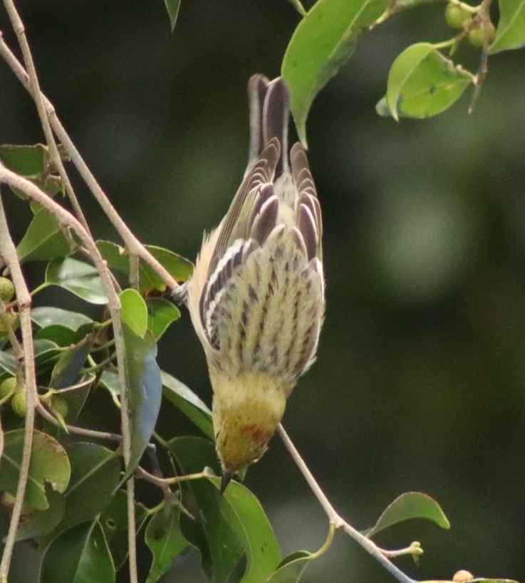 Bay-breasted Warbler (Setophaga castanea), photo 2