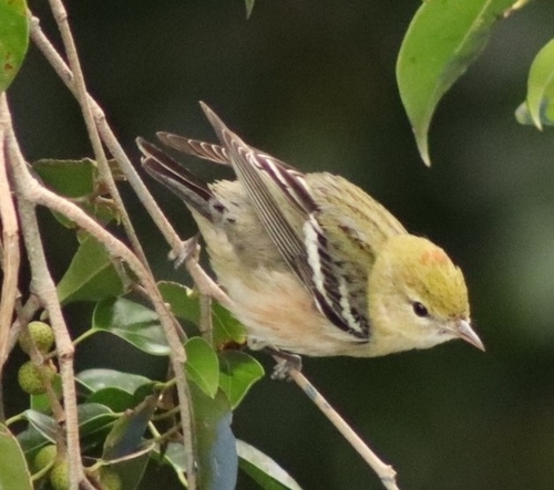Bay-breasted Warbler (Setophaga castanea), photo 6