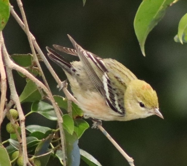 Bay-breasted Warbler (Setophaga castanea), photo 6