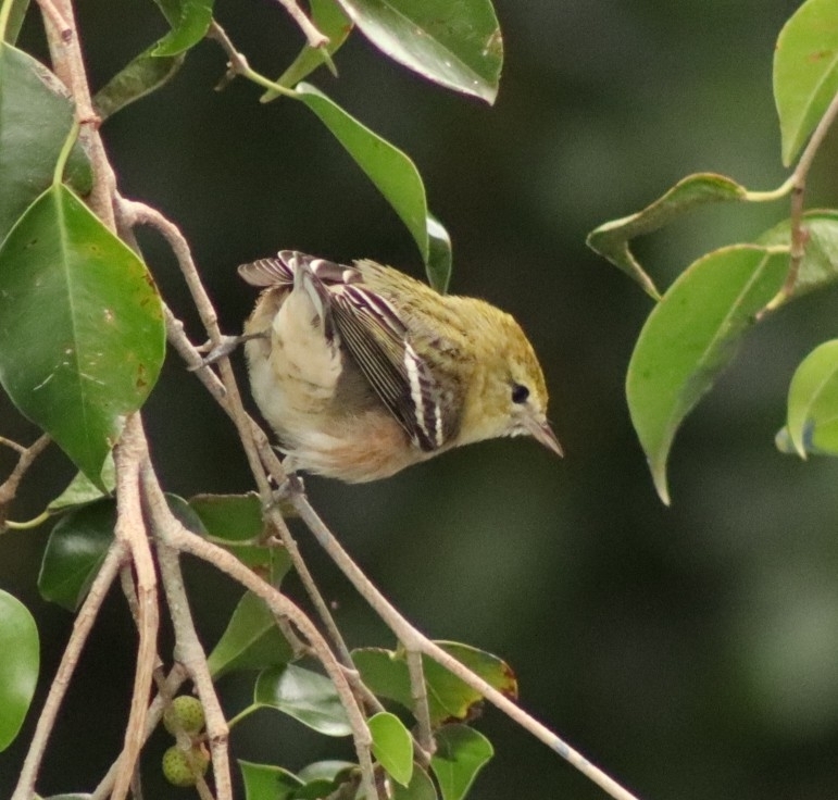 Bay-breasted Warbler (Setophaga castanea), photo 7
