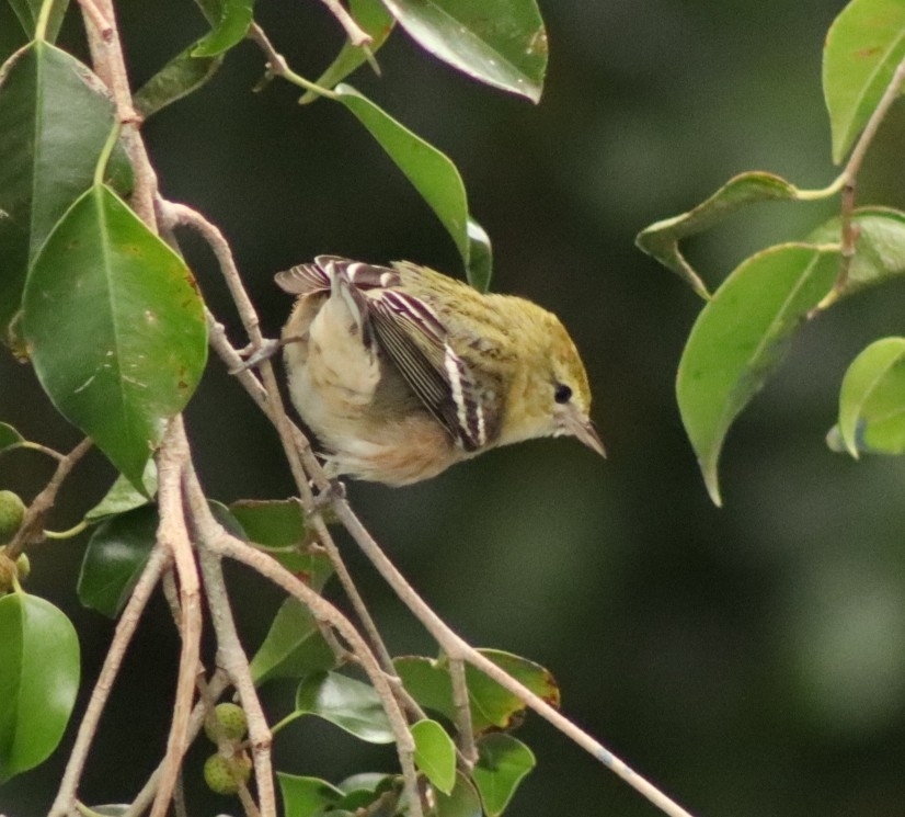 Bay-breasted Warbler (Setophaga castanea), photo 8