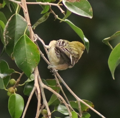 Bay-breasted Warbler (Setophaga castanea), photo 9