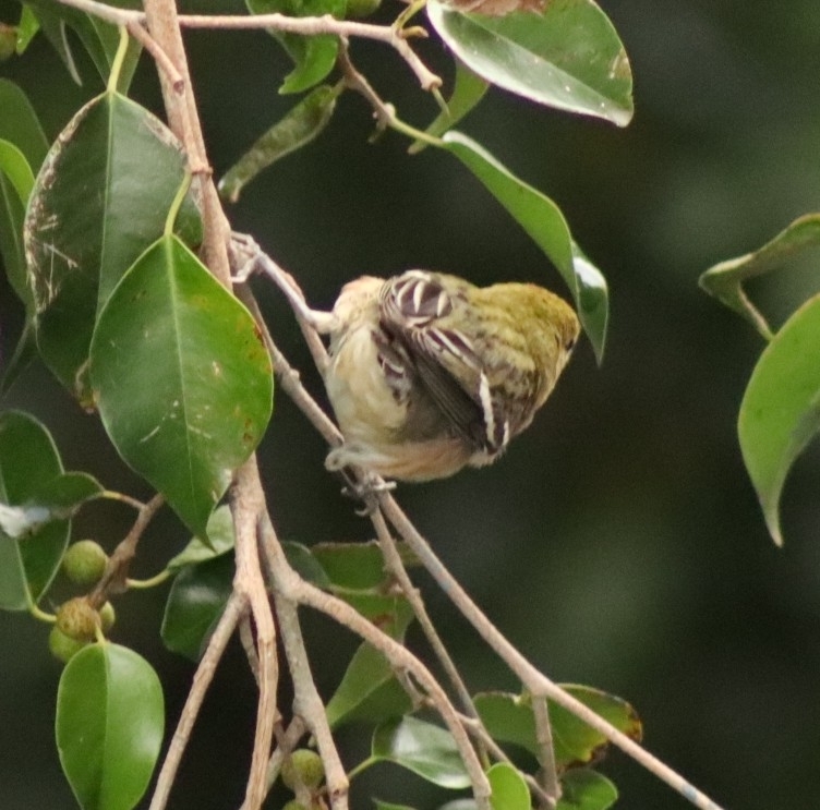 Bay-breasted Warbler (Setophaga castanea), photo 9