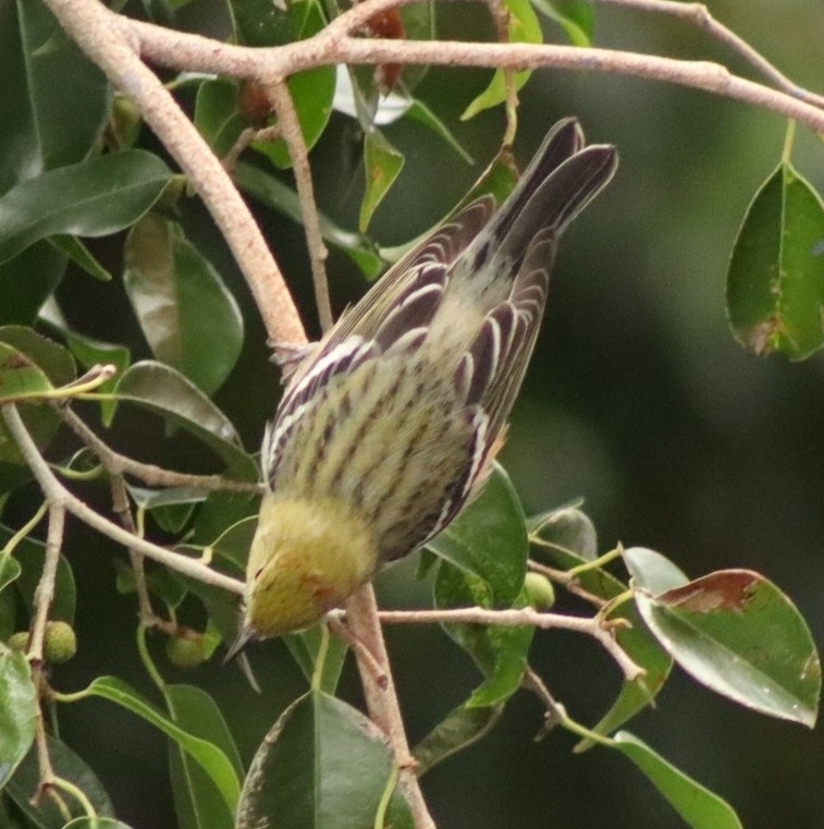 Bay-breasted Warbler (Setophaga castanea), photo 10