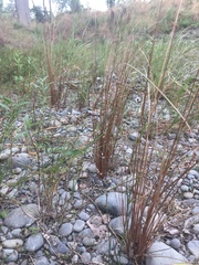 Carex buchananii