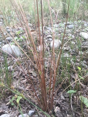 Carex buchananii
