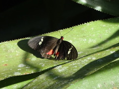 Parides iphidamas