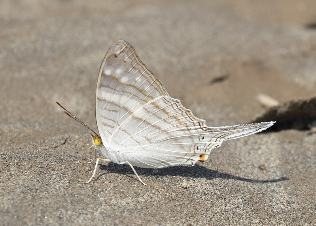 Crethon Daggerwing