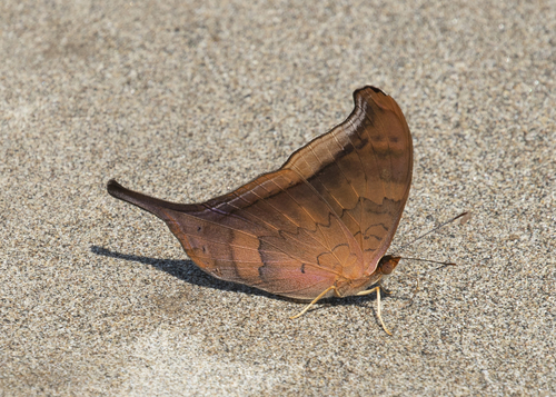 Photo of Sunset Daggerwing (Marpesia furcula)
