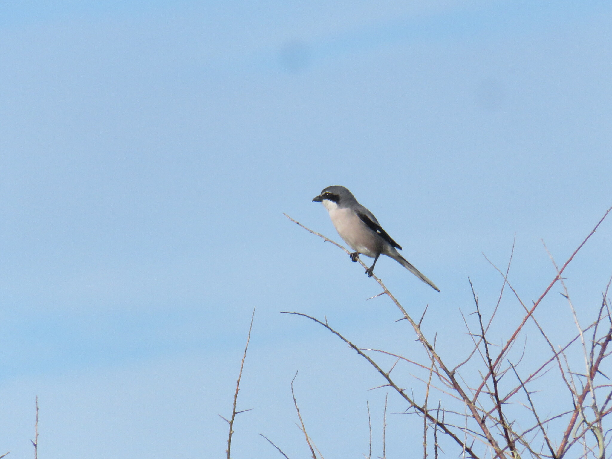 Lanius meridionalis