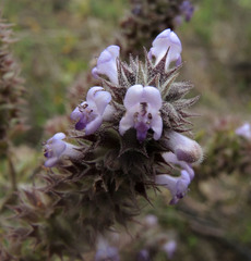 Hyptis rhytidea