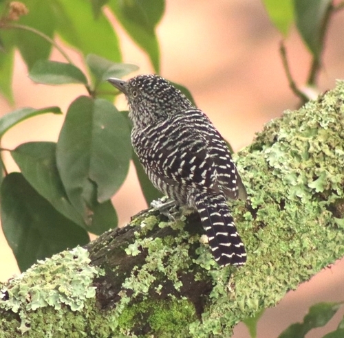 Bar-crested Antshrike (Thamnophilus multistriatus)