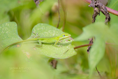 Anolis carolinensis