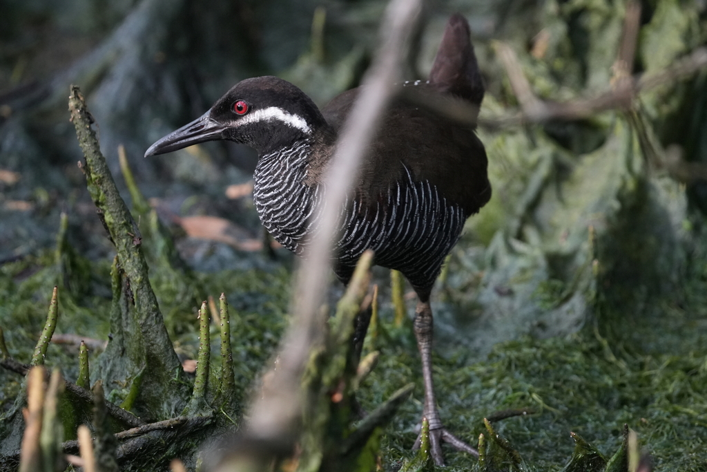 Barred Rail (Gallirallus torquatus)