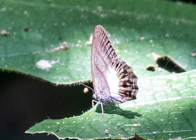 Splendeuptychia furina