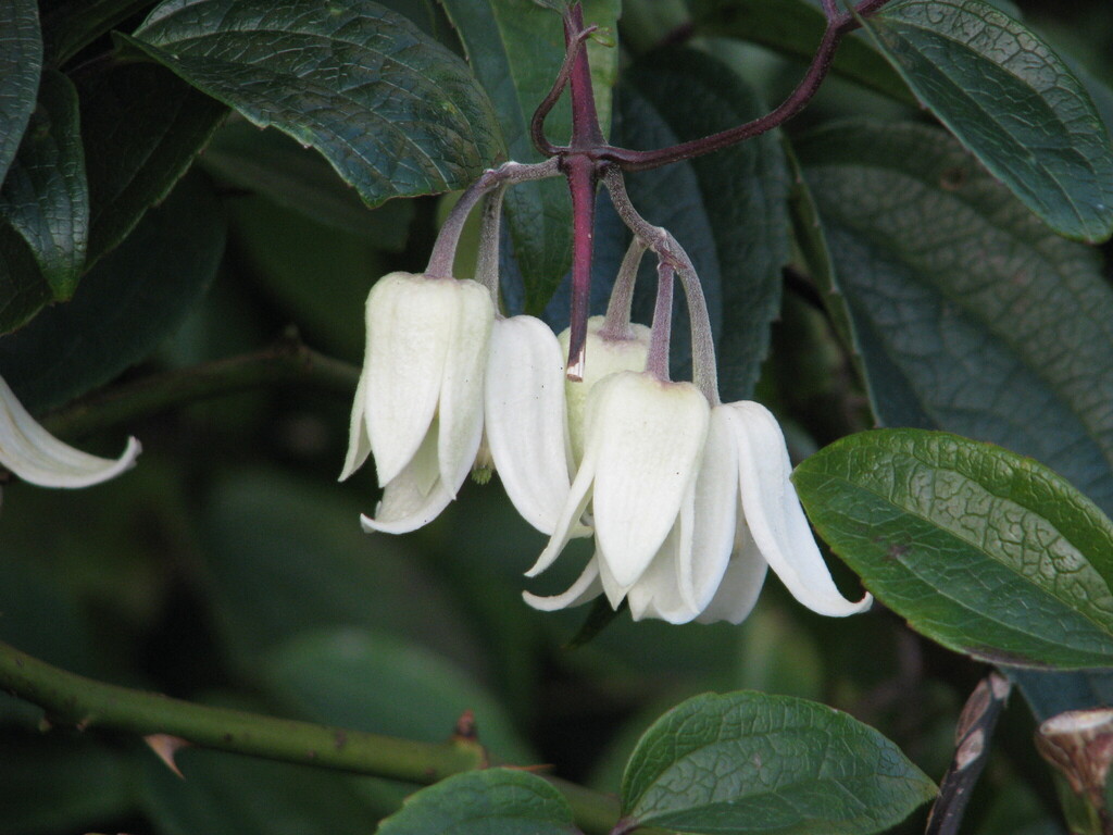 Clematis urophylla (Clematis urophylla)